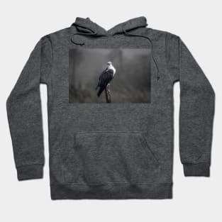 Bright Eyed Osprey Hoodie